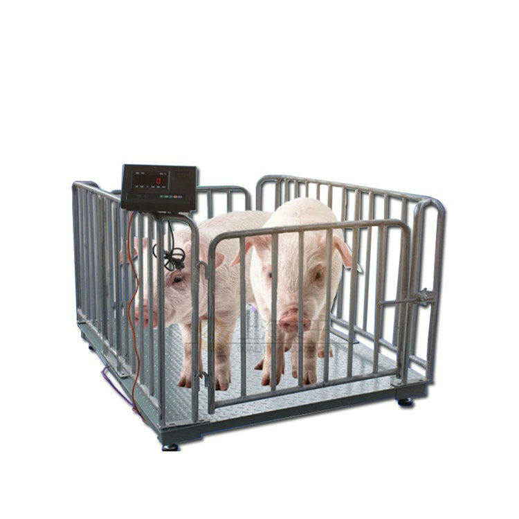 秤豬用的秤 秤豬用的秤